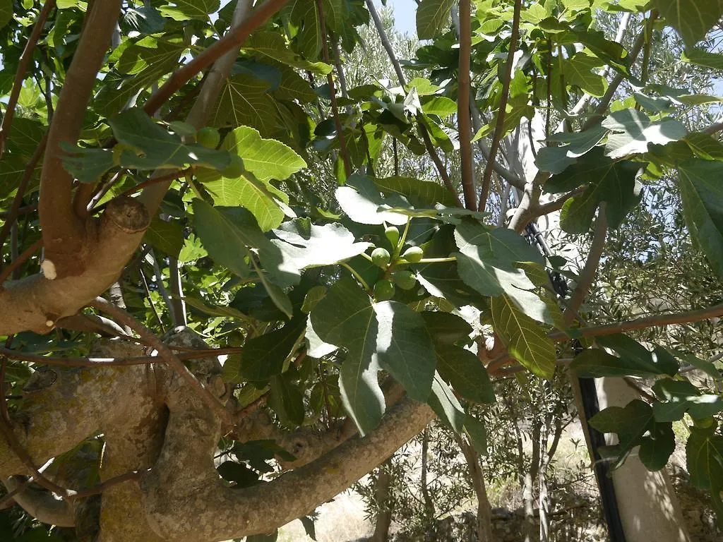 בית כפרי בית הארחה Casa Nel Vigneto אריצ'ה איטליה
